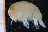  (Andaniexinae - UMBergen_NB_amph193)  @13 [ ] CreativeCommons - Attribution Non-Commercial Share-Alike (2014) University of Bergen University of Bergen, Natural History Collections