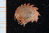  ( - UMBergen_NB_amph196)  @11 [ ] CreativeCommons - Attribution Non-Commercial Share-Alike (2014) University of Bergen University of Bergen, Natural History Collections