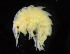  ( - ZMBN_103982)  @11 [ ] CreativeCommons - Attribution Non-Commercial Share-Alike (2015) University of Bergen University of Bergen, Natural History Collections