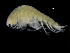  ( - ZMBN_103985)  @11 [ ] CreativeCommons - Attribution Non-Commercial Share-Alike (2015) University of Bergen University of Bergen, Natural History Collections