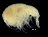  ( - ZMBN_103995)  @11 [ ] CreativeCommons - Attribution Non-Commercial Share-Alike (2015) University of Bergen University of Bergen, Natural History Collections