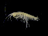  ( - ZMBN_104015)  @12 [ ] CreativeCommons - Attribution Non-Commercial Share-Alike (2015) University of Bergen University of Bergen, Natural History Collections