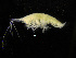  ( - ZMBN_104025)  @11 [ ] CreativeCommons - Attribution Non-Commercial Share-Alike (2015) University of Bergen University of Bergen, Natural History Collections