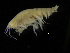  ( - ZMBN_104027)  @12 [ ] CreativeCommons - Attribution Non-Commercial Share-Alike (2015) University of Bergen University of Bergen, Natural History Collections