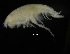  ( - ZMBN_104029)  @11 [ ] CreativeCommons - Attribution Non-Commercial Share-Alike (2015) University of Bergen University of Bergen, Natural History Collections