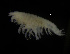  ( - ZMBN_104030)  @11 [ ] CreativeCommons - Attribution Non-Commercial Share-Alike (2015) University of Bergen University of Bergen, Natural History Collections