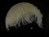  (Harpinia propinqua - ZMBN_104033)  @12 [ ] CreativeCommons - Attribution Non-Commercial Share-Alike (2015) University of Bergen University of Bergen, Natural History Collections
