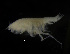  (Harpinia truncata - ZMBN_104034)  @12 [ ] CreativeCommons - Attribution Non-Commercial Share-Alike (2015) University of Bergen University of Bergen, Natural History Collections