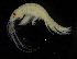  (Ischyrocerus megacheir - ZMBN_104037)  @12 [ ] CreativeCommons - Attribution Non-Commercial Share-Alike (2015) University of Bergen University of Bergen, Natural History Collections