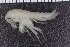  (Liljeborgia fissicornis - ZMBN_104048)  @13 [ ] CreativeCommons - Attribution Non-Commercial Share-Alike (2015) University of Bergen University of Bergen, Natural History Collections