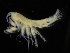  (Liljeborgia ossiani - ZMBN_104050)  @12 [ ] CreativeCommons - Attribution Non-Commercial Share-Alike (2015) University of Bergen University of Bergen, Natural History Collections