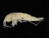  ( - ZMBN_104068)  @11 [ ] CreativeCommons - Attribution Non-Commercial Share-Alike (2015) University of Bergen University of Bergen, Natural History Collections