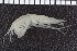  ( - ZMBN_104069)  @11 [ ] CreativeCommons - Attribution Non-Commercial Share-Alike (2015) University of Bergen University of Bergen, Natural History Collections