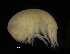  (Stegocephalus cf. similis - ZMBN_104072)  @11 [ ] CreativeCommons - Attribution Non-Commercial Share-Alike (2015) University of Bergen University of Bergen, Natural History Collections