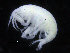  ( - ZMBN_104470)  @11 [ ] CreativeCommons - Attribution Non-Commercial Share-Alike (2015) UoB, Norway University of Bergen, Natural History Collections