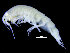  (Haliragoides - ZMBN_104492)  @12 [ ] CreativeCommons - Attribution Non-Commercial Share-Alike (2015) UoB, Norway University of Bergen, Natural History Collections