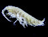  ( - ZMBN_104494)  @11 [ ] CreativeCommons - Attribution Non-Commercial Share-Alike (2015) UoB, Norway University of Bergen, Natural History Collections