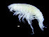  ( - ZMBN_104499)  @13 [ ] CreativeCommons - Attribution Non-Commercial Share-Alike (2015) UoB, Norway University of Bergen, Natural History Collections