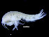  ( - ZMBN_104504)  @11 [ ] CreativeCommons - Attribution Non-Commercial Share-Alike (2015) UoB, Norway University of Bergen, Natural History Collections