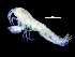  ( - ZMBN_104513)  @11 [ ] CreativeCommons - Attribution Non-Commercial Share-Alike (2015) UoB, Norway University of Bergen, Natural History Collections