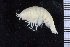  ( - ZMBN_104521)  @11 [ ] CreativeCommons - Attribution Non-Commercial Share-Alike (2015) UoB, Norway University of Bergen, Natural History Collections