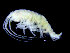  ( - ZMBN_104528)  @11 [ ] CreativeCommons - Attribution Non-Commercial Share-Alike (2015) UoB, Norway University of Bergen, Natural History Collections