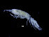  ( - ZMBN_104535)  @11 [ ] CreativeCommons - Attribution Non-Commercial Share-Alike (2015) UoB, Norway University of Bergen, Natural History Collections