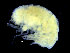  ( - ZMBN_104548)  @11 [ ] CreativeCommons - Attribution Non-Commercial Share-Alike (2015) UoB, Norway University of Bergen, Natural History Collections