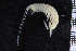  ( - ZMBN_104555)  @12 [ ] CreativeCommons - Attribution Non-Commercial Share-Alike (2015) UoB, Norway University of Bergen, Natural History Collections