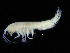  ( - ZMBN_108160)  @11 [ ] CreativeCommons - Attribution Non-Commercial Share-Alike (2016) University of Bergen Natural History Collections
