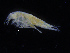  ( - ZMBN_108166)  @11 [ ] CreativeCommons - Attribution Non-Commercial Share-Alike (2016) University of Bergen Natural History Collections