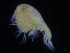  (Stegocephalinae - ZMBN_108167)  @11 [ ] CreativeCommons - Attribution Non-Commercial Share-Alike (2016) University of Bergen Natural History Collections
