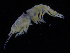  ( - ZMBN_108170)  @11 [ ] CreativeCommons - Attribution Non-Commercial Share-Alike (2016) University of Bergen Natural History Collections