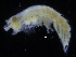  ( - ZMBN_108196)  @11 [ ] CreativeCommons - Attribution Non-Commercial Share-Alike (2016) University of Bergen Natural History Collections