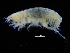  ( - ZMBN_108203)  @11 [ ] CreativeCommons - Attribution Non-Commercial Share-Alike (2016) University of Bergen Natural History Collections