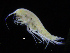  ( - ZMBN_108207)  @11 [ ] CreativeCommons - Attribution Non-Commercial Share-Alike (2016) University of Bergen Natural History Collections