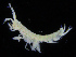  ( - ZMBN_108222)  @11 [ ] CreativeCommons - Attribution Non-Commercial Share-Alike (2016) University of Bergen Natural History Collections