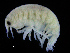  ( - ZMBN_108223)  @11 [ ] CreativeCommons - Attribution Non-Commercial Share-Alike (2016) University of Bergen Natural History Collections