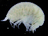  (Onisimus normani - ZMBN_108225)  @11 [ ] CreativeCommons - Attribution Non-Commercial Share-Alike (2016) University of Bergen Natural History Collections