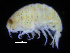  ( - ZMBN_108226)  @11 [ ] CreativeCommons - Attribution Non-Commercial Share-Alike (2016) University of Bergen Natural History Collections