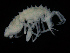  ( - ZMBN_108227)  @11 [ ] CreativeCommons - Attribution Non-Commercial Share-Alike (2016) University of Bergen Natural History Collections