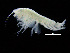  ( - ZMBN_108228)  @11 [ ] CreativeCommons - Attribution Non-Commercial Share-Alike (2016) University of Bergen Natural History Collections