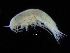 ( - ZMBN_108229)  @11 [ ] CreativeCommons - Attribution Non-Commercial Share-Alike (2016) University of Bergen Natural History Collections