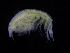  ( - ZMBN_111537)  @11 [ ] CreativeCommons - Attribution Non-Commercial Share-Alike (2017) University of Bergen Natural History Collections