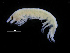  ( - ZMBN_111549)  @11 [ ] CreativeCommons - Attribution Non-Commercial Share-Alike (2017) University of Bergen Natural History Collections