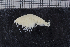  ( - ZMBN_111550)  @11 [ ] CreativeCommons - Attribution Non-Commercial Share-Alike (2017) University of Bergen Natural History Collections