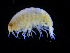  ( - ZMBN_111557)  @11 [ ] CreativeCommons - Attribution Non-Commercial Share-Alike (2017) University of Bergen Natural History Collections