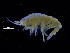  ( - ZMBN_111559)  @11 [ ] CreativeCommons - Attribution Non-Commercial Share-Alike (2017) University of Bergen Natural History Collections