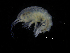  ( - ZMBN_111560)  @11 [ ] CreativeCommons - Attribution Non-Commercial Share-Alike (2017) University of Bergen Natural History Collections
