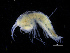  (Liljeborgia charybdis - ZMBN_111562)  @11 [ ] CreativeCommons - Attribution Non-Commercial Share-Alike (2017) University of Bergen Natural History Collections